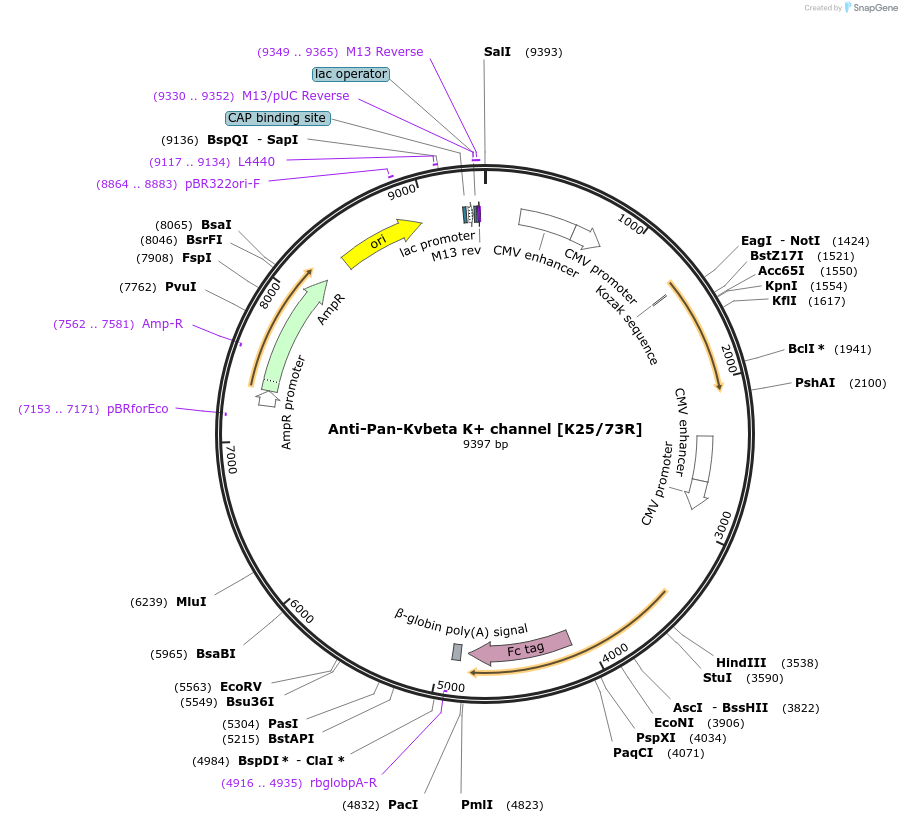 128617-plasmid-map-sequence-id-257302