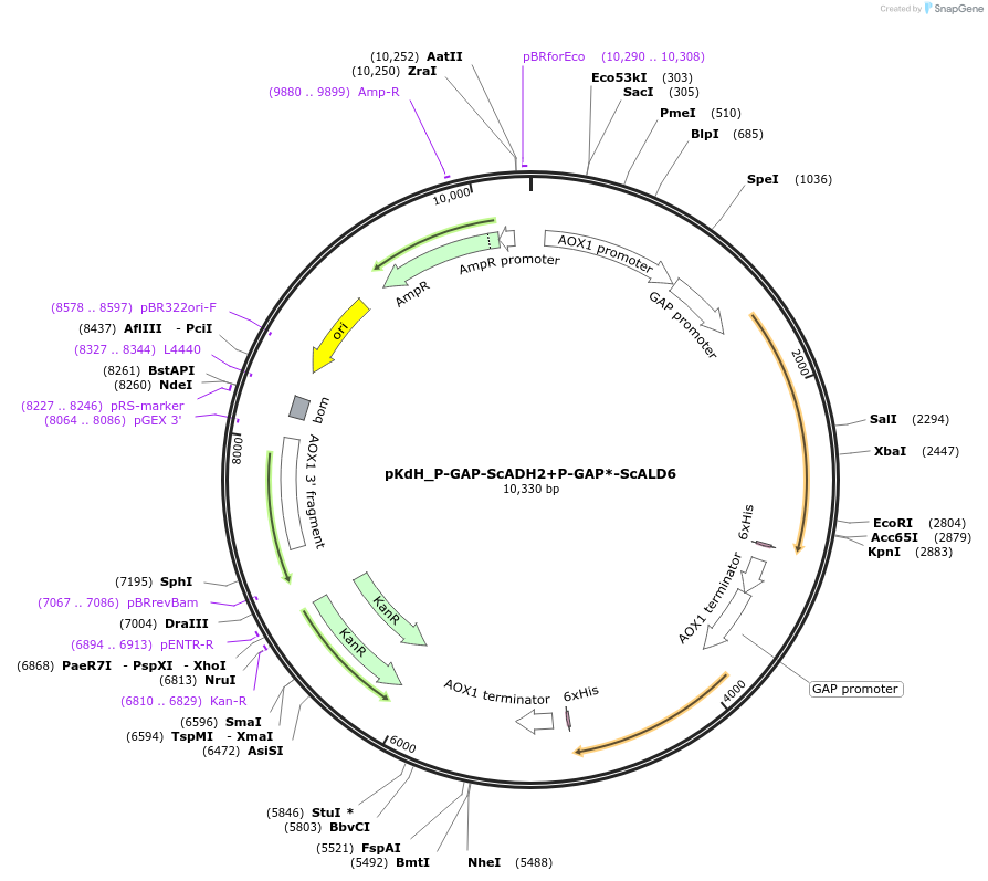 126737-plasmid-map-sequence-id-257303