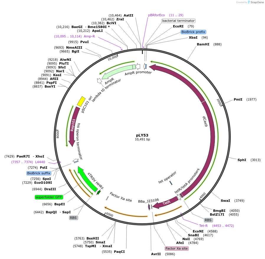 130911-plasmid-map-sequence-id-257304