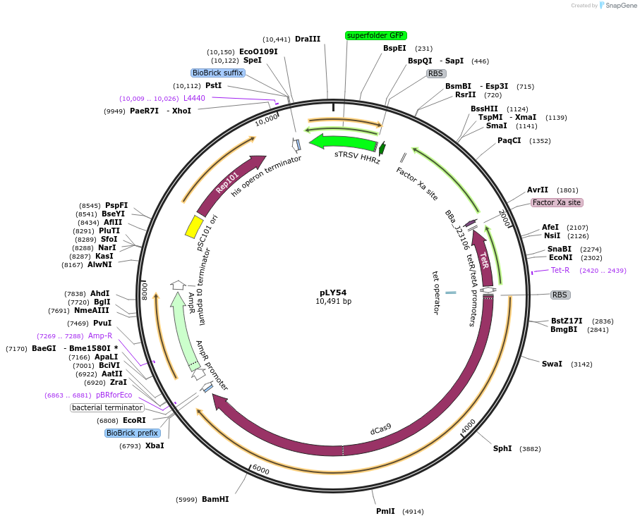 130923-plasmid-map-sequence-id-257307