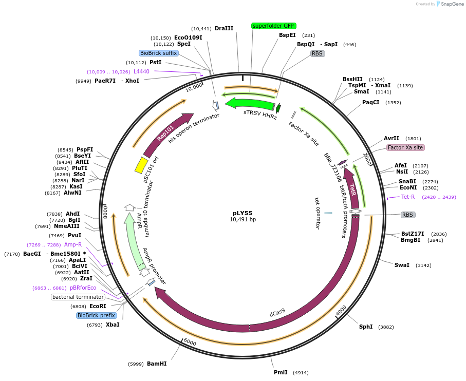 130924-plasmid-map-sequence-id-257309
