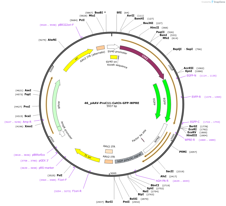 125946-plasmid-map-sequence-id-257315