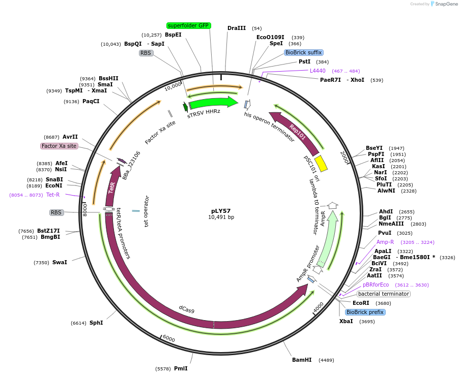 130926-plasmid-map-sequence-id-257327