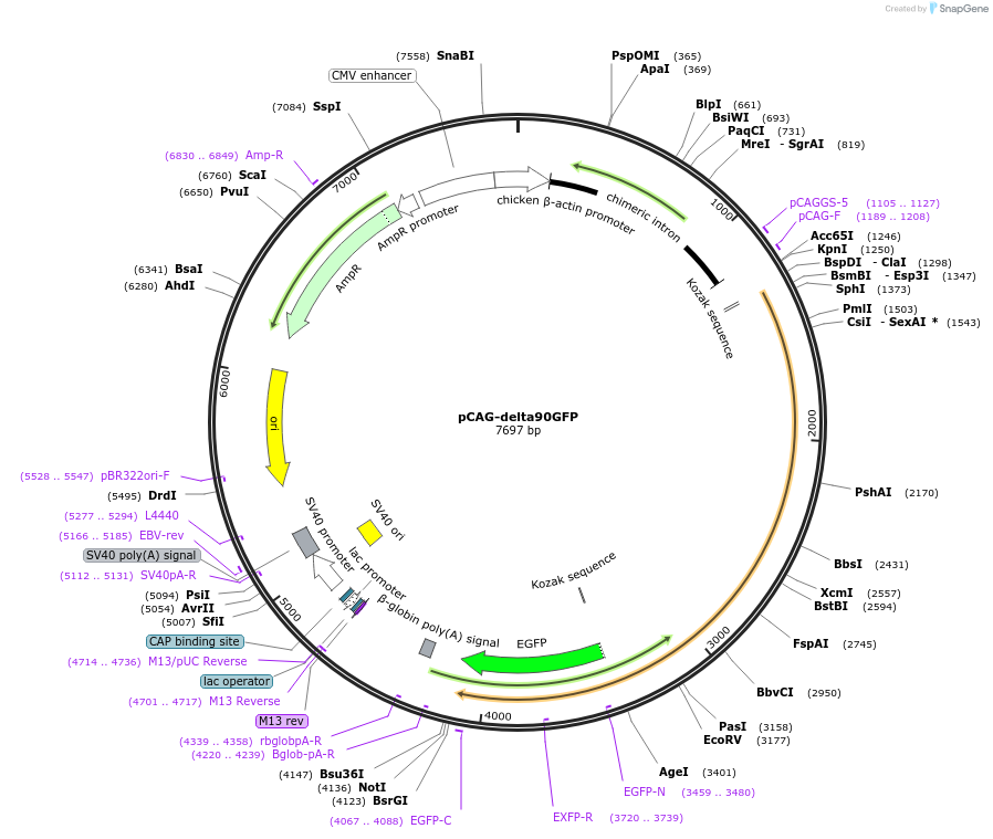 26645-plasmid-map-sequence-id-257353