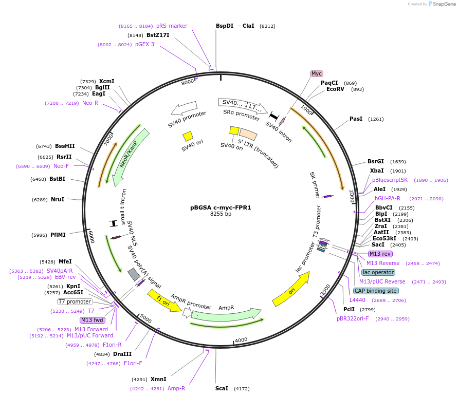 62601-plasmid-map-sequence-id-257356