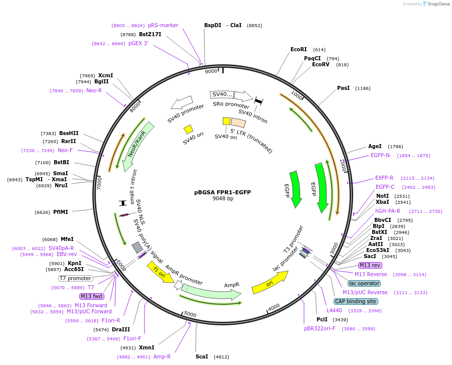 62604-plasmid-map-sequence-id-257357