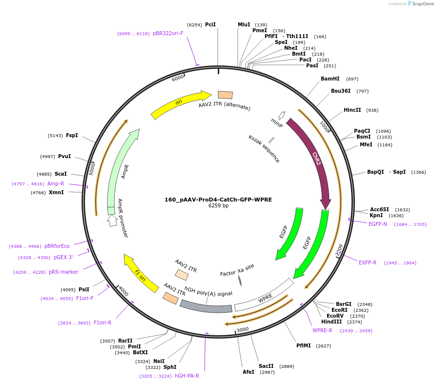 125980-plasmid-map-sequence-id-257359