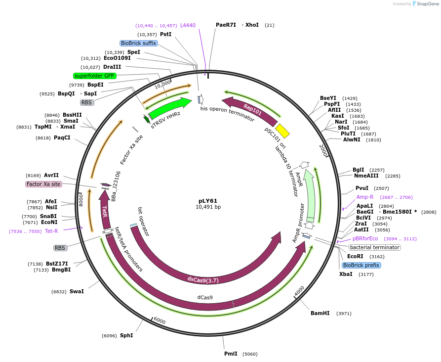 130928-plasmid-map-sequence-id-257360