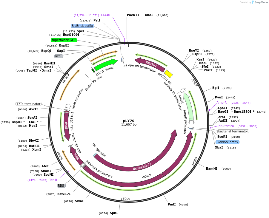 130948-plasmid-map-sequence-id-257361