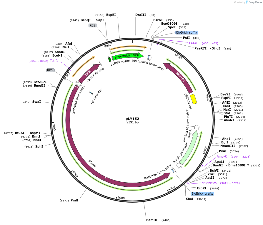 130950-plasmid-map-sequence-id-257362