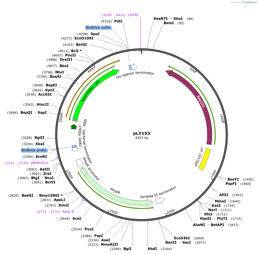 130951-plasmid-map-sequence-id-257363