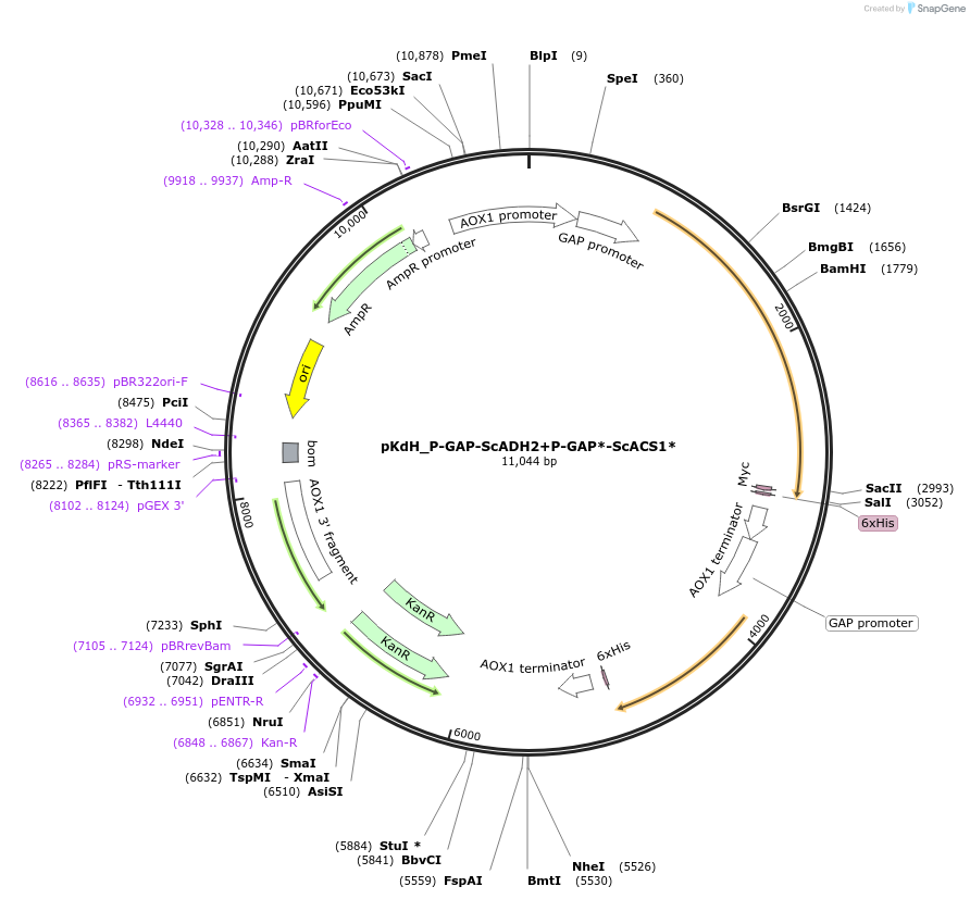 126738-plasmid-map-sequence-id-257364