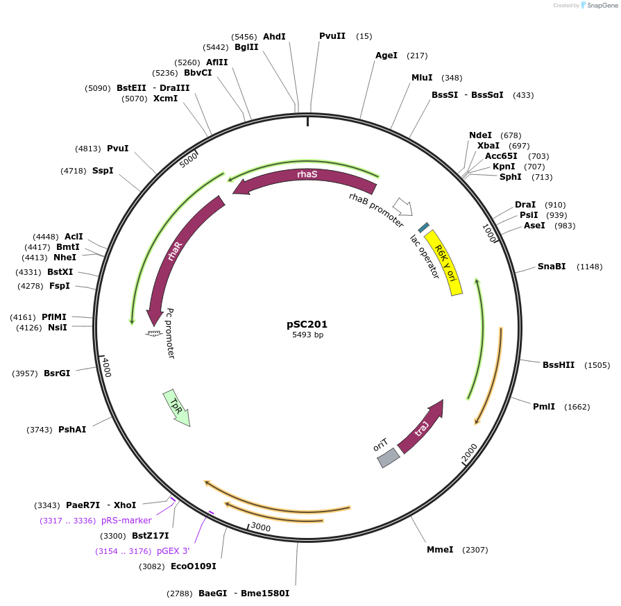 129387-plasmid-map-sequence-id-257366