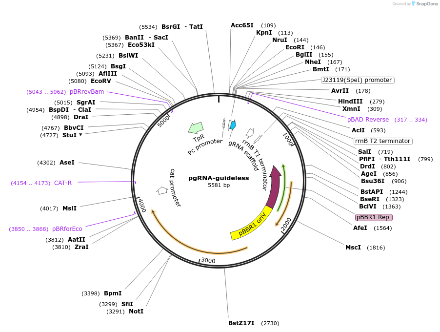 129464-plasmid-map-sequence-id-257370