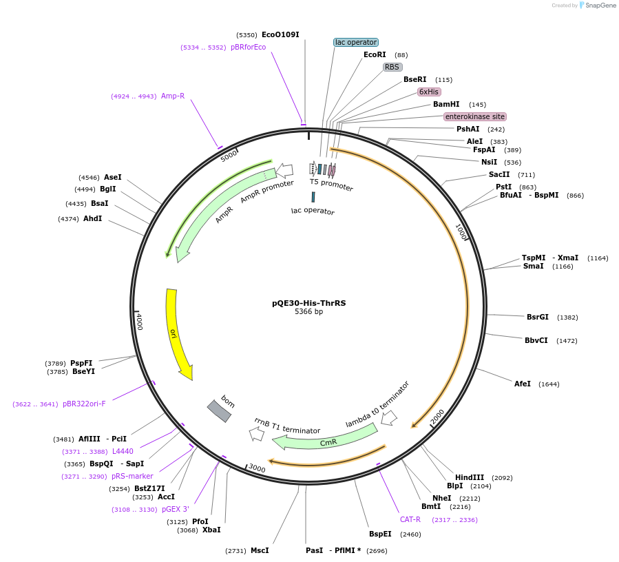 124119-plasmid-map-sequence-id-257379