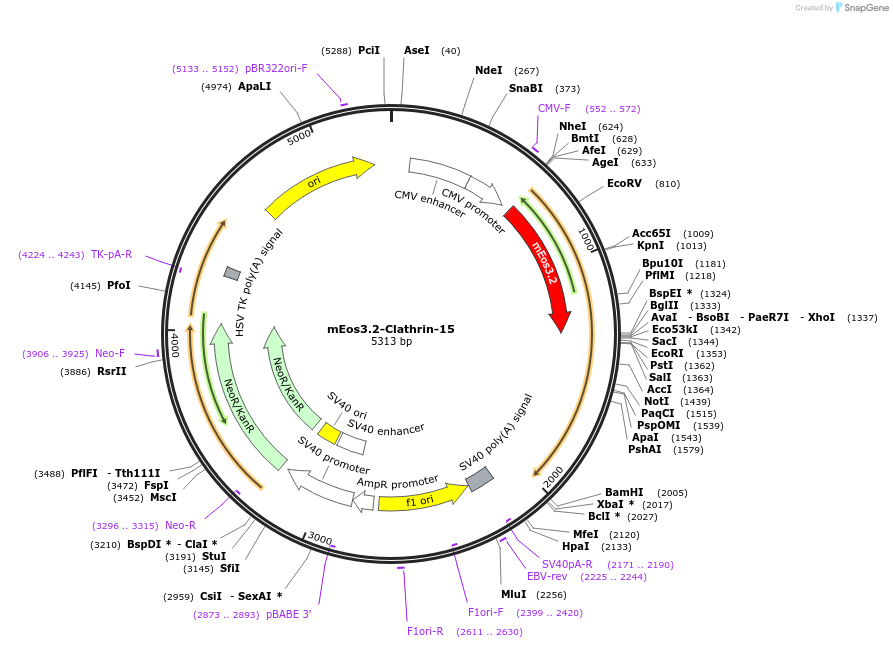 57452-plasmid-map-sequence-id-257380