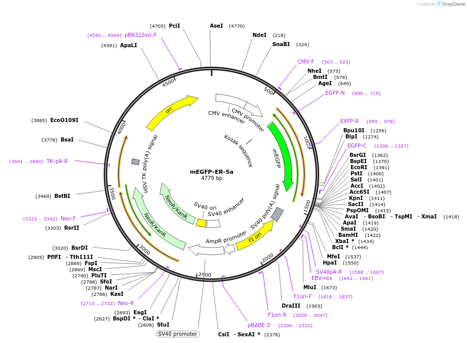 56455-plasmid-map-sequence-id-257381