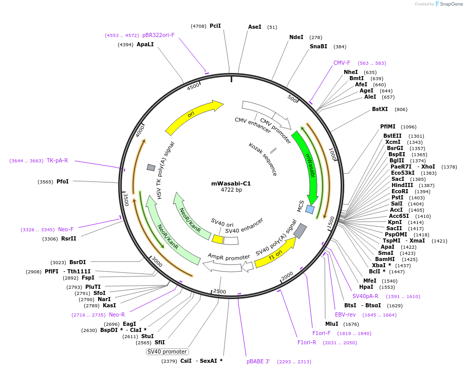 54743-plasmid-map-sequence-id-257383
