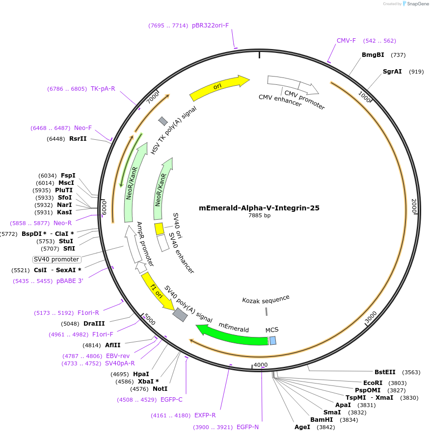 53985-plasmid-map-sequence-id-257384