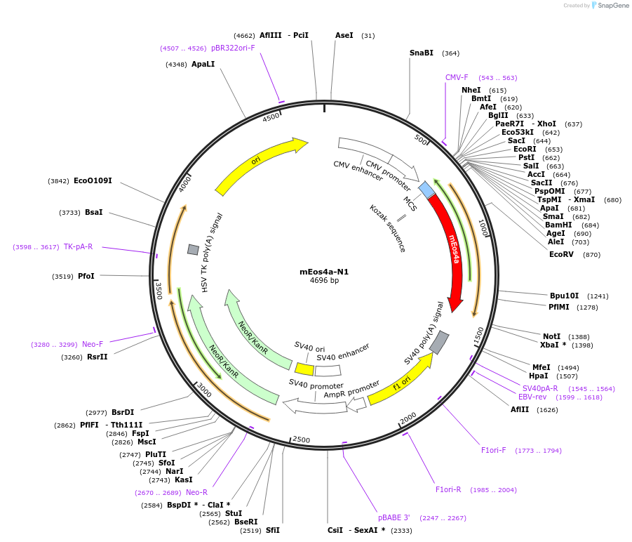 54811-plasmid-map-sequence-id-257388