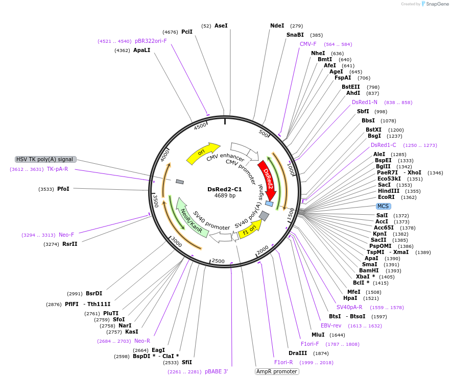 54611-plasmid-map-sequence-id-257389