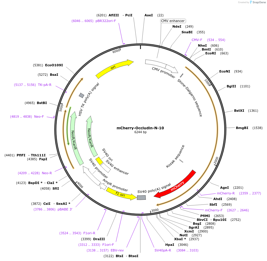 55112-plasmid-map-sequence-id-257392
