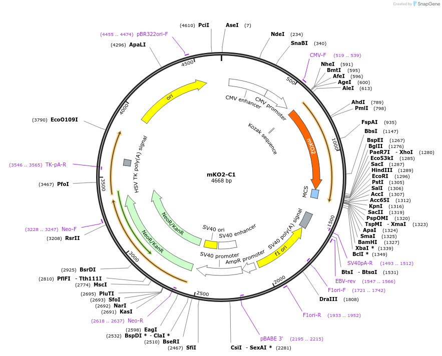 54494-plasmid-map-sequence-id-257393