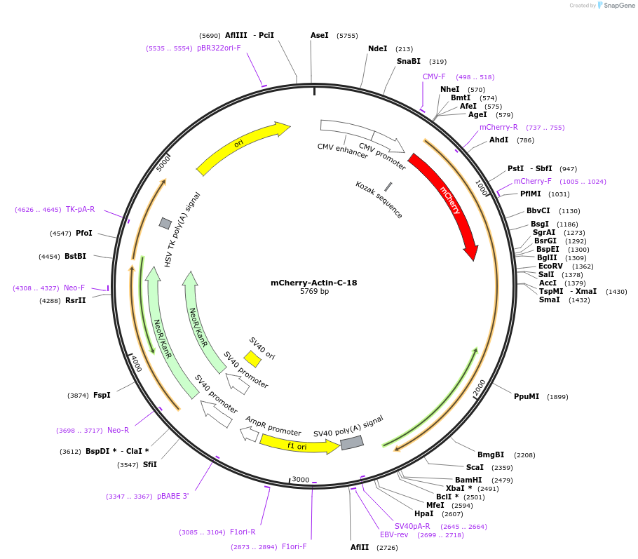 54967-plasmid-map-sequence-id-257395