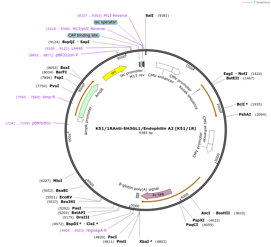 128621-plasmid-map-sequence-id-257400