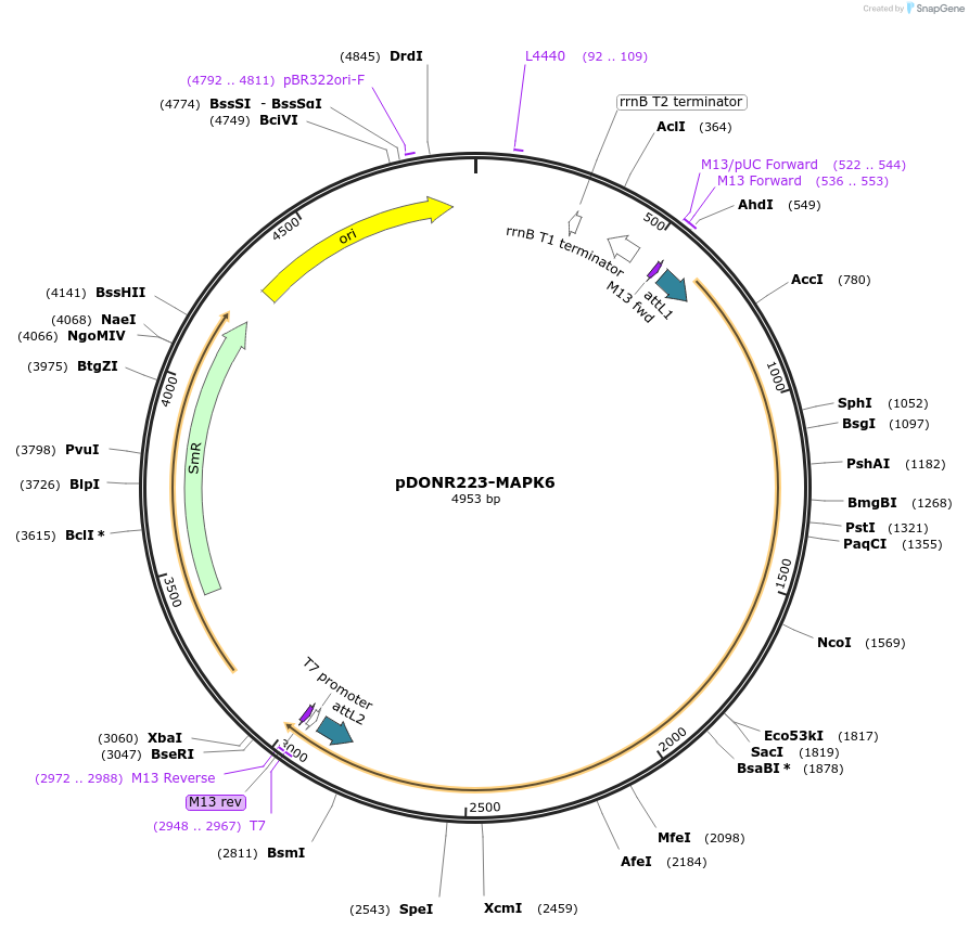 23836-plasmid-map-sequence-id-257404