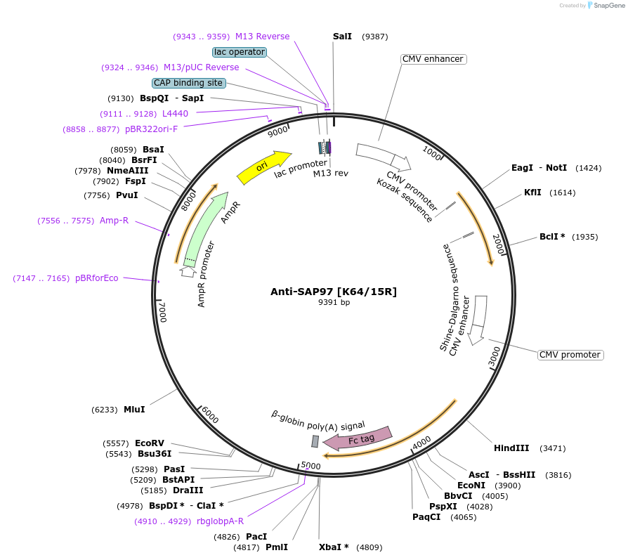 128624-plasmid-map-sequence-id-257409