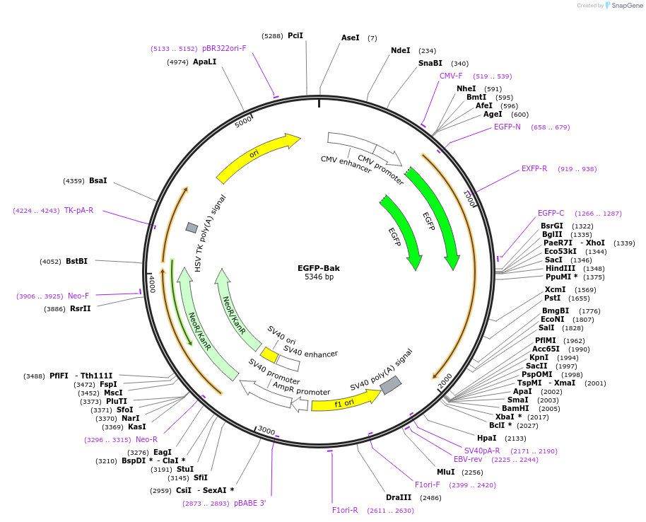 32564-plasmid-map-sequence-id-257411