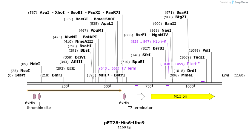 257439_map
