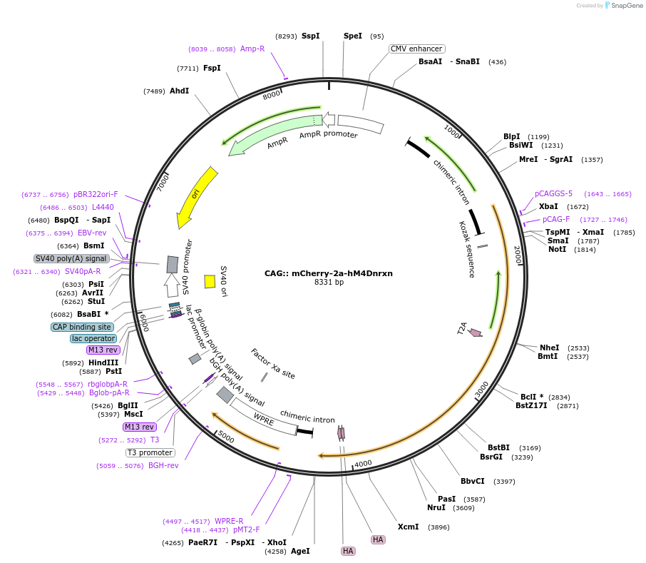 52523-plasmid-map-sequence-id-257442