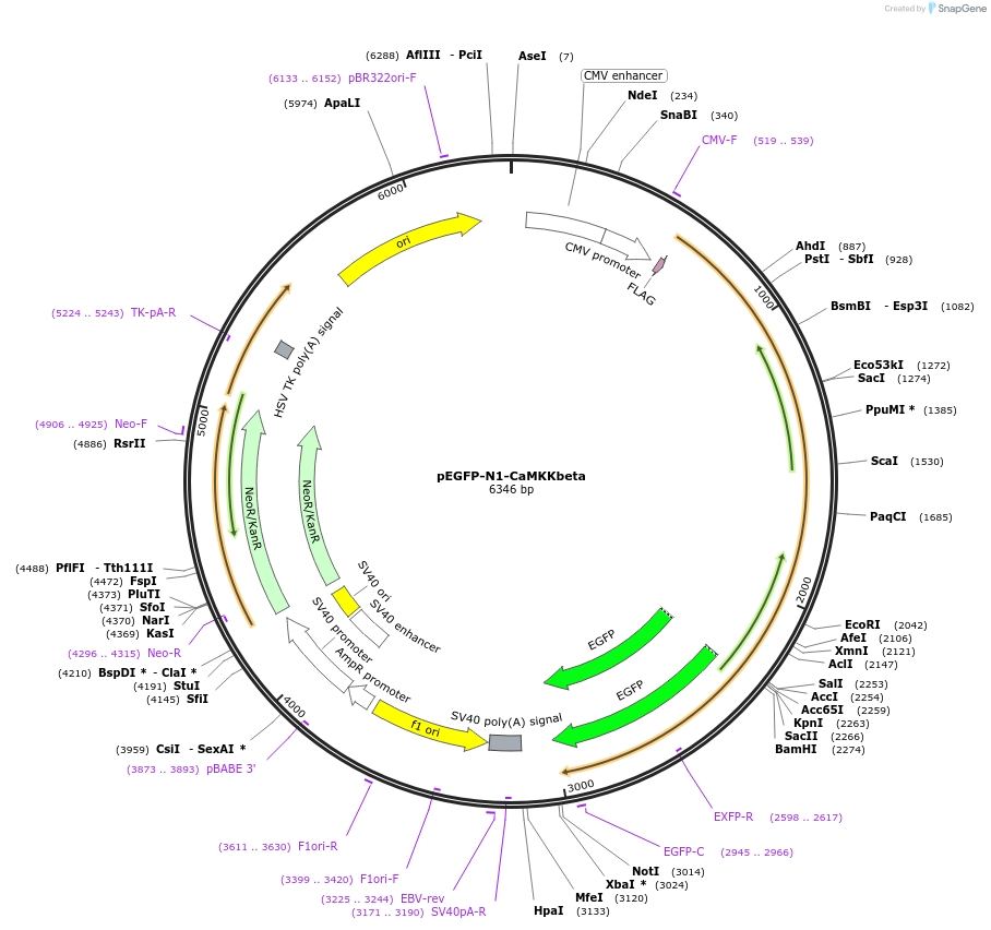32453-plasmid-map-sequence-id-257444