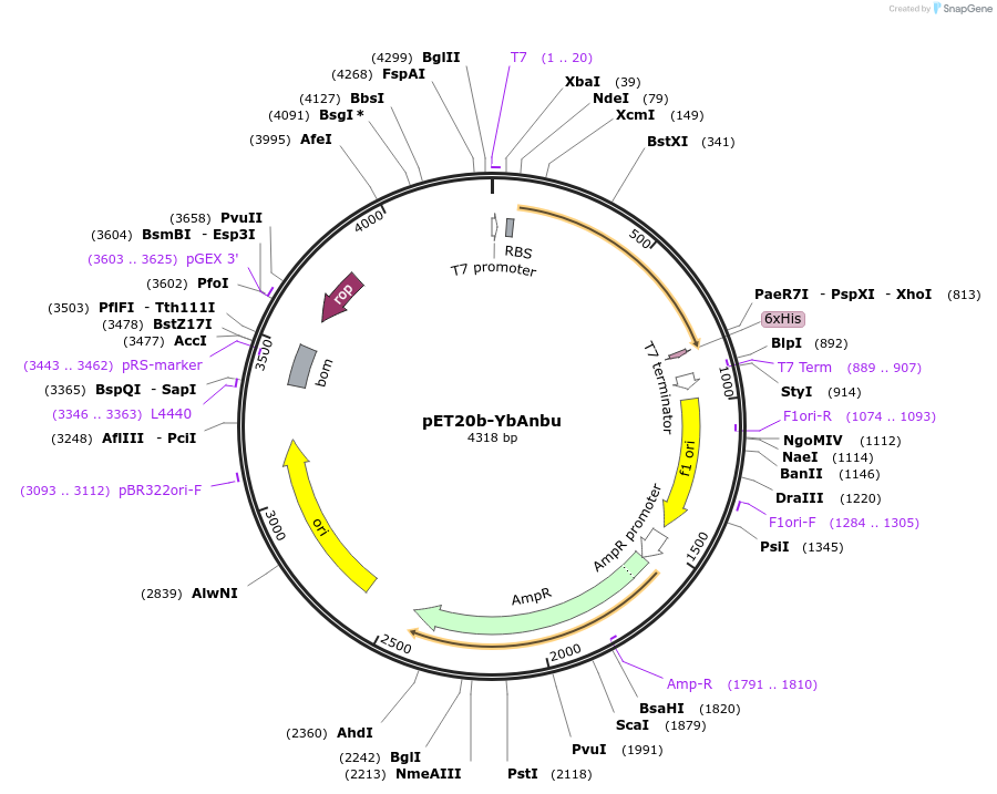 129637-plasmid-map-sequence-id-257447