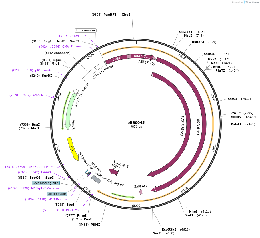 131124-plasmid-map-sequence-id-257454
