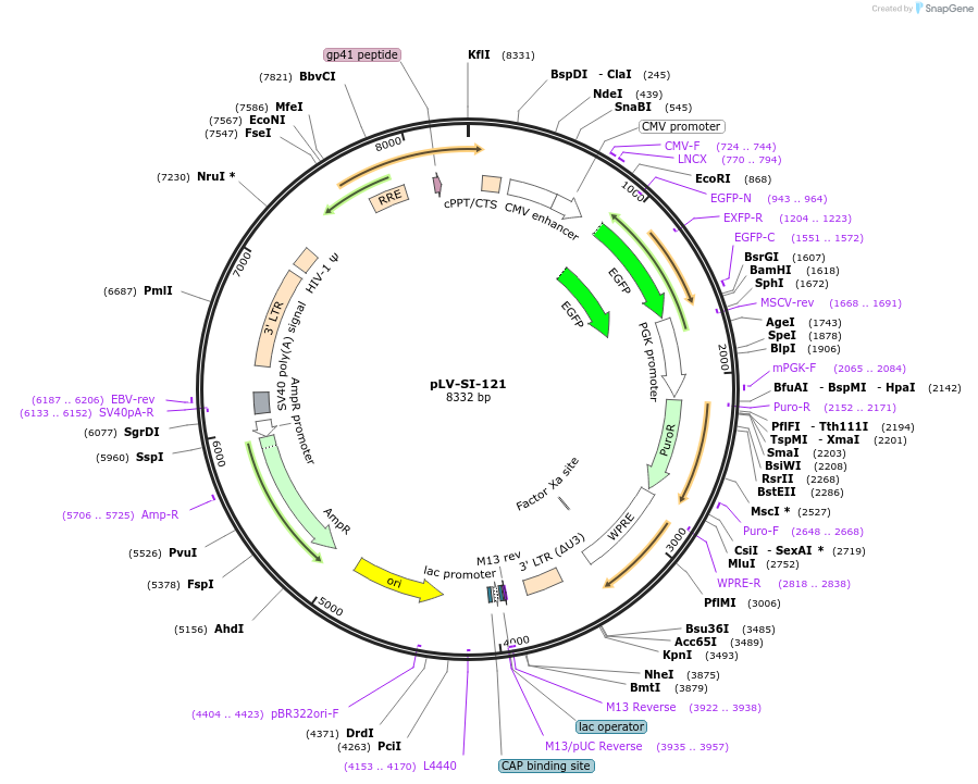 131126-plasmid-map-sequence-id-257457