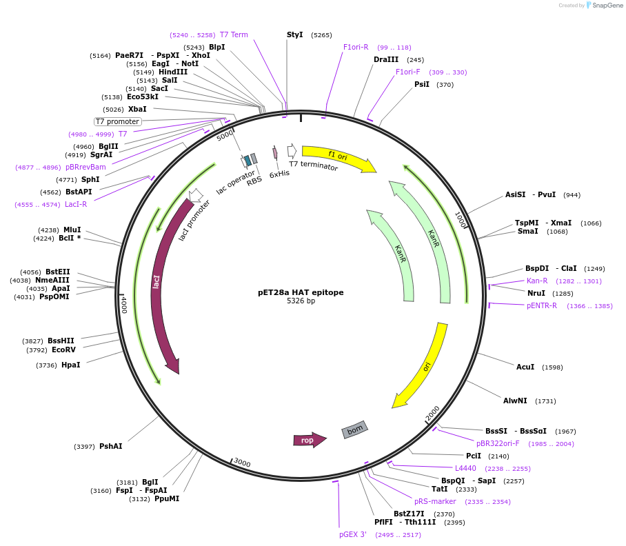 129445-plasmid-map-sequence-id-257459