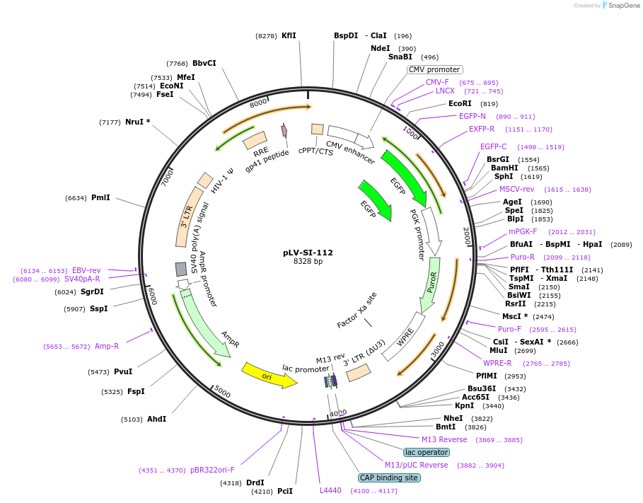 131127-plasmid-map-sequence-id-257484