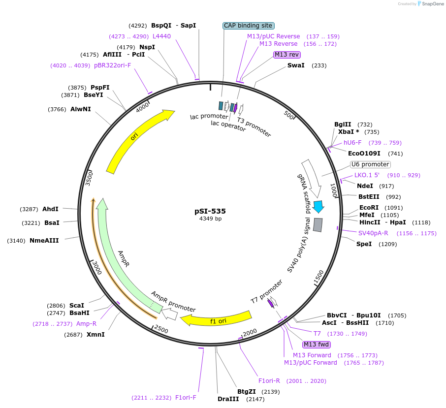 131130-plasmid-map-sequence-id-257486