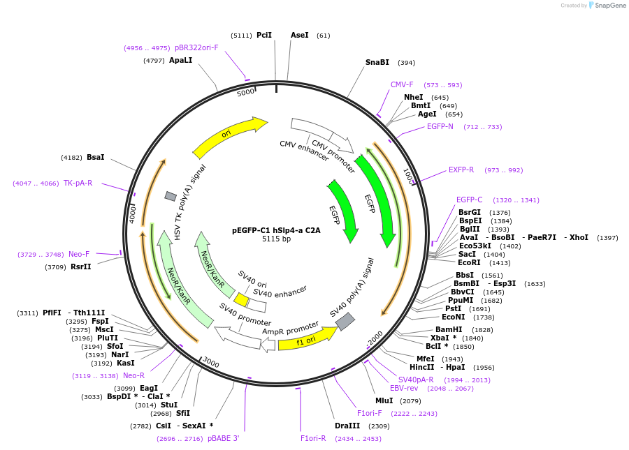 40038-plasmid-map-sequence-id-257512