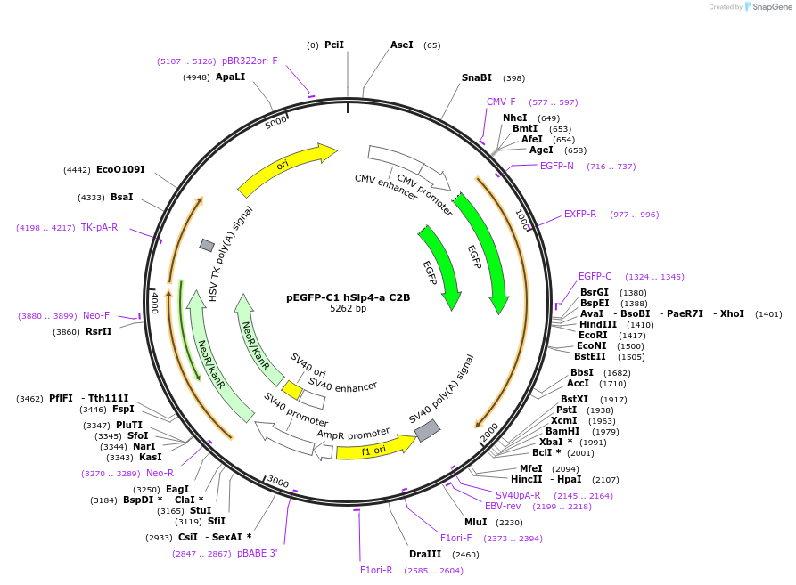 40039-plasmid-map-sequence-id-257514