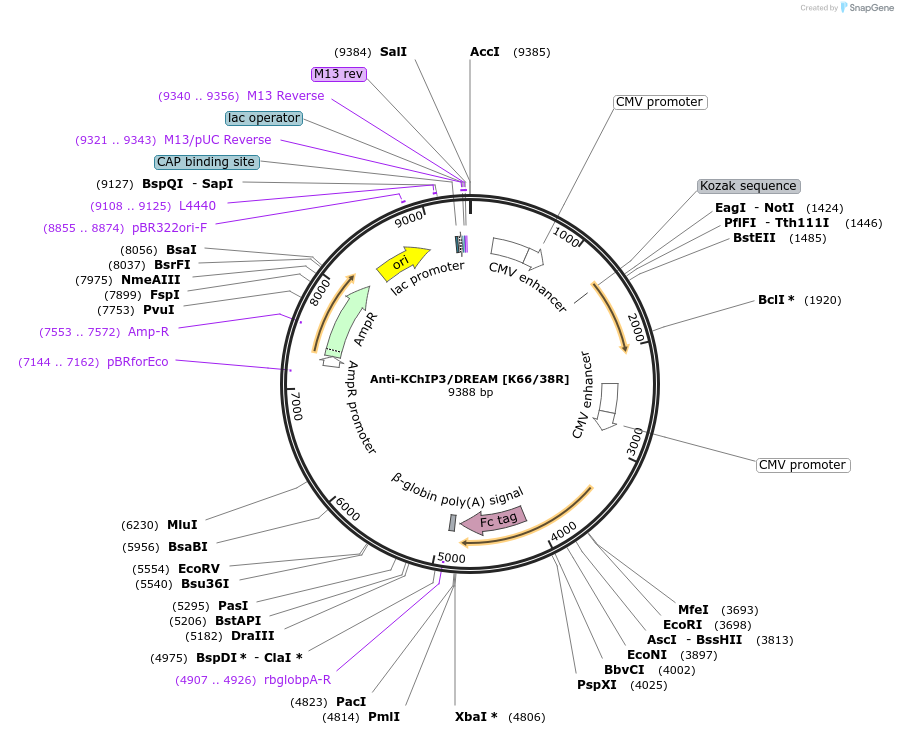 128625-plasmid-map-sequence-id-257520
