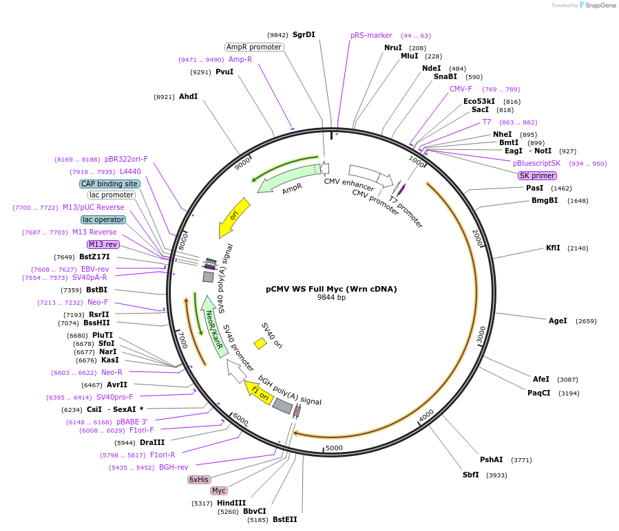 19273-plasmid-map-sequence-id-257541