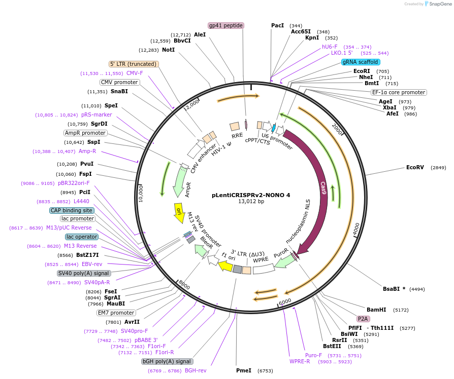 127652-plasmid-map-sequence-id-257543