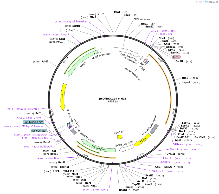131670-plasmid-map-sequence-id-257551