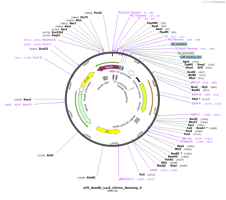 130514-plasmid-map-sequence-id-257555