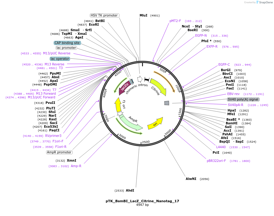 130518-plasmid-map-sequence-id-257557