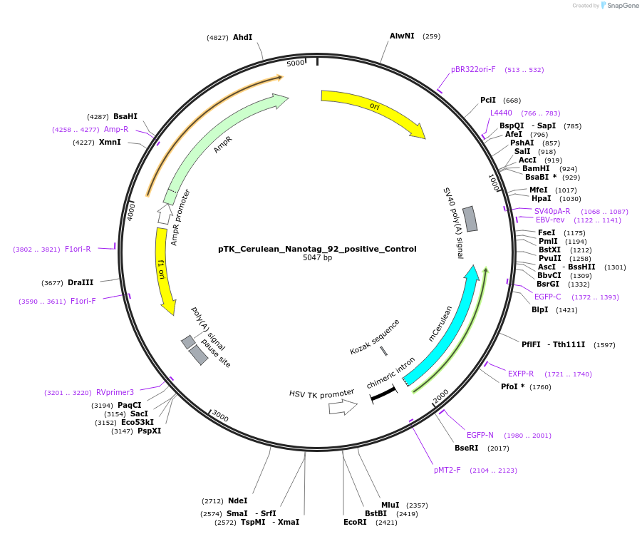 130573-plasmid-map-sequence-id-257558